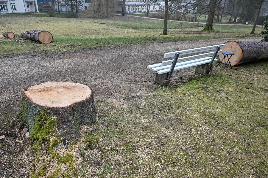 Baumfällungen im Albert-Park in Bad Elster - Im Albert-Park in Bad Elster wurden mehrere Bäume gefällt.