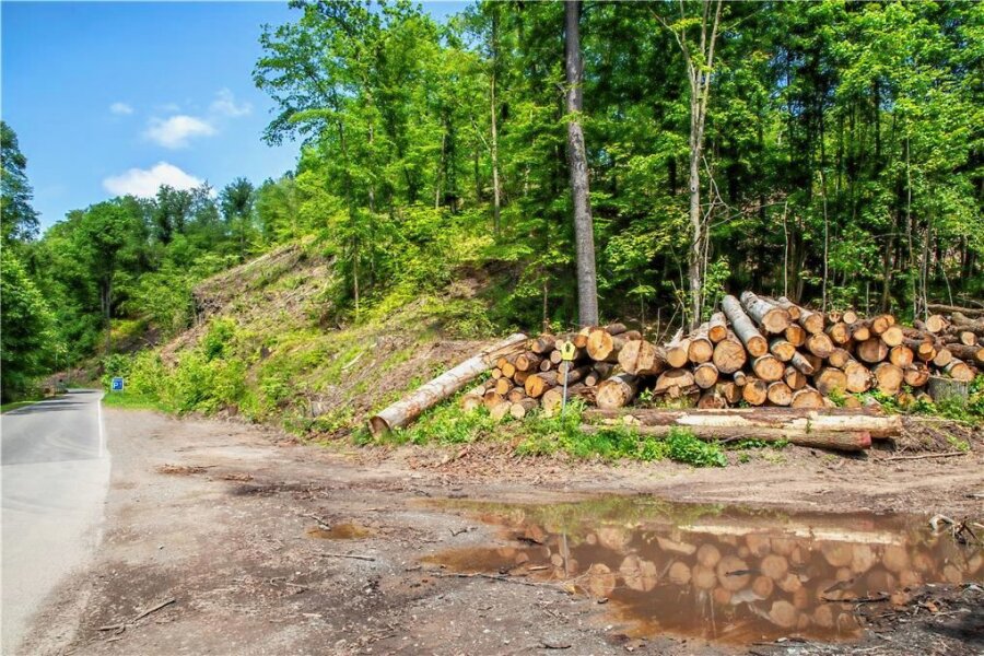 Baumfällungen in Lichtenwalde sollen ein Nachspiel haben - Die Situation am Butterberg in Lichtenwalde im Juni 2023: Die Debatte um die großflächigen Abholzungen im Zschopautal hält an.