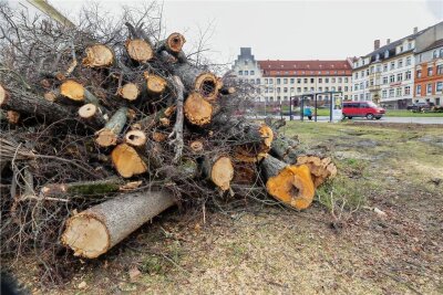 Baumfällungen läuten umstrittenes Bauvorhaben in Meerane ein - Insgesamt 18 Bäume sind im Bereich des Weberbrunnens und der Chemnitzer Straße in Meerane gefällt worden.