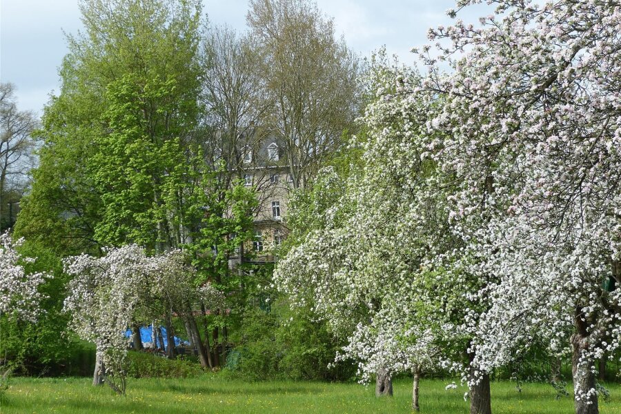 Baumpflanzaktion und Markt zum Thema Wald und Holz in Aue - Eine Streuobstwiese in voller Blüte ist ein Hingucker.