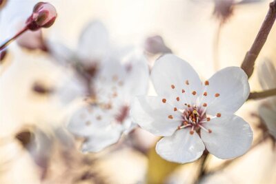Baumschule Freiberg startet mit 23. Obsttag am Wochenende ins neue Gartenjahr - Die Kirschblüte wird in den nächsten Wochen vom Frühling künden.