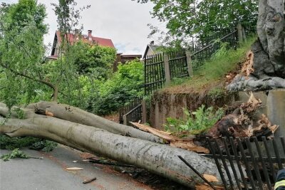 Baumsturz in Markneukirchen verursacht 30.000 Euro Schaden - Der wuchtige Buchenstamm ist auf die Schönecker Straße gefallen.