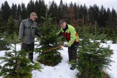 Beerheide: Wo man seinen Weihnachtsbaum frisch aus dem Wald holen kann - Dirk Schönfelder (links) und Jens Jakel schauen sich schon einmal auf der Baumschule um.