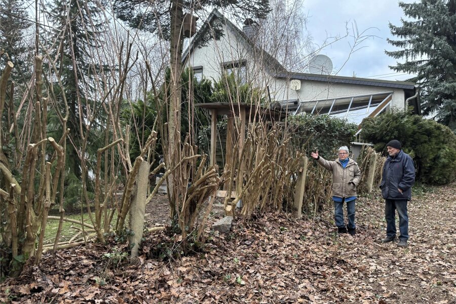 Behördenirrtum? Hecke in Chemnitzer Garten plötzlich verschwunden - Christine und Volker Herrmann stehen vor den kläglichen Resten der Sträucher und können nicht verstehen, warum ihre schöne Hecke und der Zaun einfach entfernt wurden.