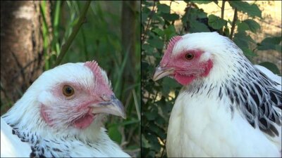 Bei Aufregung erröten - das passiert auch Hühnern - Die linke Henne ist den Angaben zufolge im Ruhezustand und daher ist ihr Gesicht nur leicht rot gefärbt. Rechts sieht man ein stark errötetes Gesicht, nachdem das Huhn eine negative Erfahrung gemacht hat.