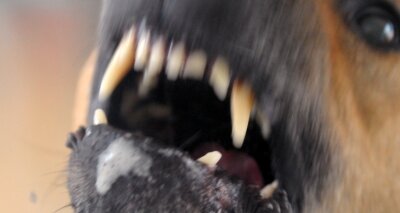 Beim Gassigehen in Hohenstein-Ernstthal: Bissiger Hund tötet Yorkshire Terrier Ferdy - Hunde können gefährlich werden: Nicht von ungefähr ist in öffentlichen Bereichen von den Behörden Leinenzwang verfügt worden. 