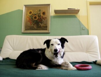 Bello vor dem Bildschirm: Fernsehsender für Hunde gestartet - 