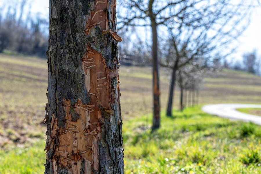 Beschädigte Bäume in Zaßnitz: Wer ist verantwortlich? - An der Straße zwischen Zaßnitz und Biesern wurden mehrere Bäume beschädigt.