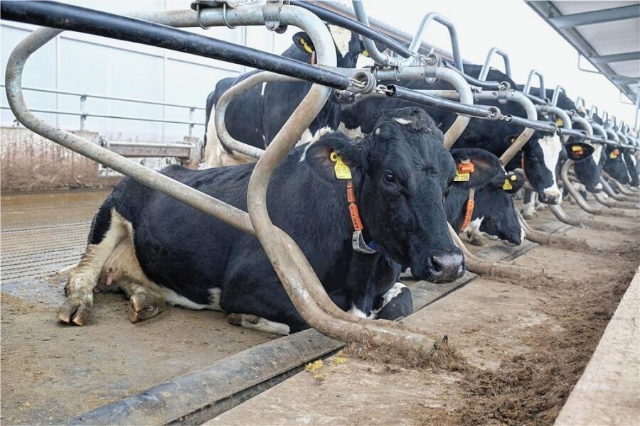 Beschwerden über Gestank aus Kuhstall in Rotschau - Am Standort Rotschau hält die Agrargenossenschaft 1350 Milchkühe und 900 Nachzuchtrinder.