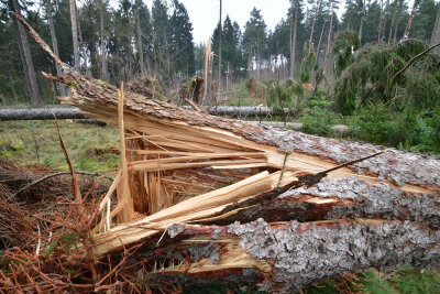 Beseitigung der Sturmschäden in Wäldern dauert ein ganzes Jahr - Im Zellwald bei Freiberg hat "Friederike" zahlreiche Bäume umgeworfen. Auch hier sind derzeit noch Wege gesperrt.