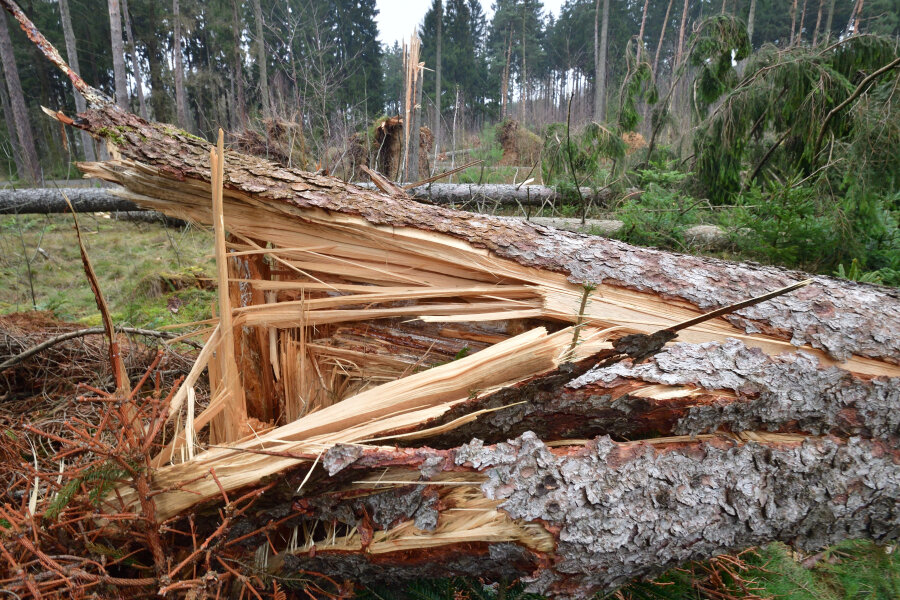 Beseitigung der Sturmschäden in Wäldern dauert ein ganzes Jahr - Im Zellwald bei Freiberg hat "Friederike" zahlreiche Bäume umgeworfen. Auch hier sind derzeit noch Wege gesperrt.