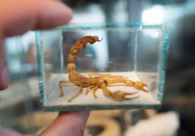 Besitzer gesucht: Skorpion in Mehrfamilienhaus entdeckt - Woher das Tier stammt ist bisher unklar.