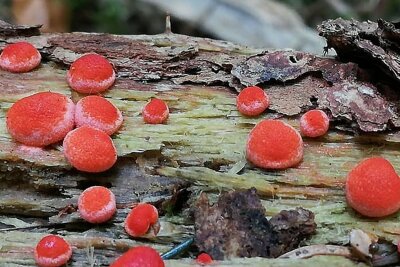 Besondere Funde im Vogtland: Ein Pilz, der sich bewegen kann - Blutmilchpilz: Ein Schleimpilz, der im Frühling an Totholz wächst.