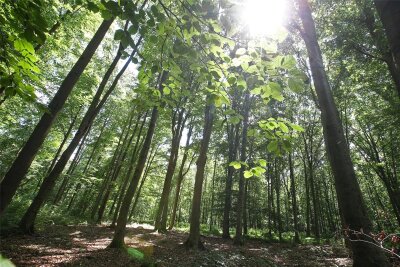 Bestattung in der Natur: Führung durch den Waldenburger Friedwald - Eine Führung durch den Friedwald Waldenburg gibt es am Samstag.
