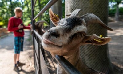 Besucher dürfen wieder in den Geithainer Tierpark - Die Thüringer Waldziegen können von Besuchern wieder genauso betrachtet werden wie unter anderem Lamas, Ponys und Esel.