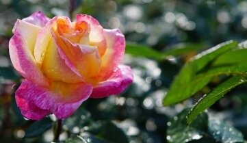 Besucher wählen die schönste Rose 2022 - Die Rose "Oriental Peace": 