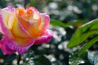 Besucher wählen die schönste Rose - Die Rose "Oriental Peace". ose