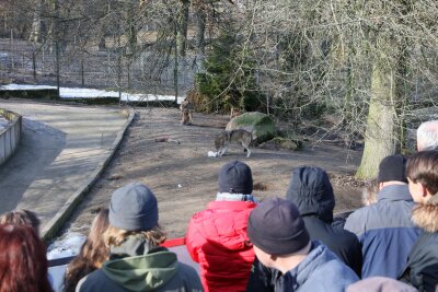Besucheransturm beim Wolfstag im Tierpark Hirschfeld - Wolfstag im Tierpark Hirschfeld