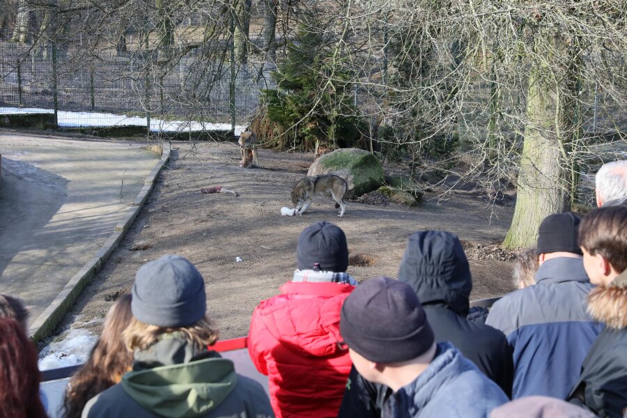 Besucheransturm beim Wolfstag im Tierpark Hirschfeld - Wolfstag im Tierpark Hirschfeld