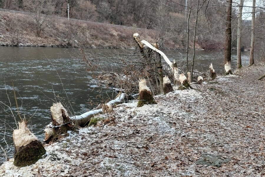Biber fällt Bäume an der Weißen Elster: Wie die Behörden im Vogtland darauf reagieren - Mehrere Bäume an der Weißen Elster sind dem Biber zum Opfer gefallen.