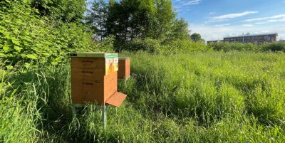Bienen sollen den Sommer versüßen - 