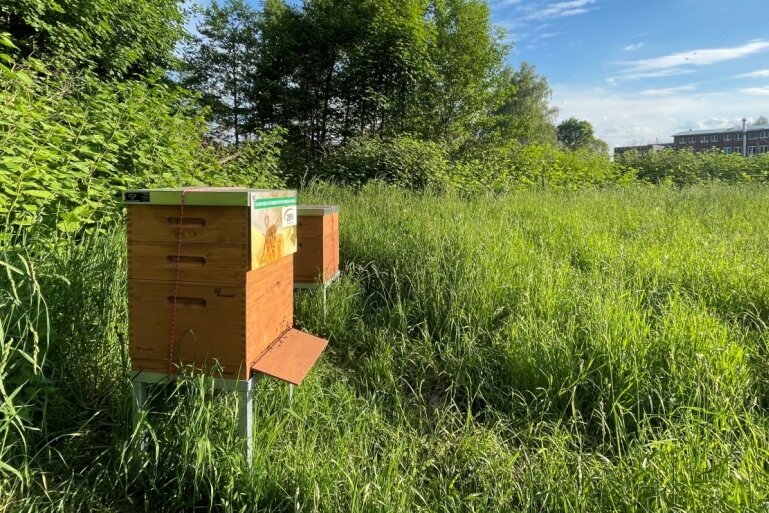 Bienen sollen den Sommer versüßen - 