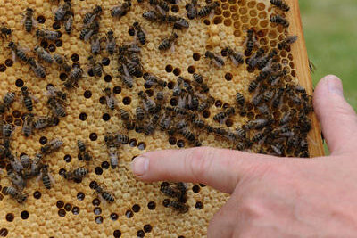 Bienenkrankheit im Landkreis Zwickau ausgebrochen - 