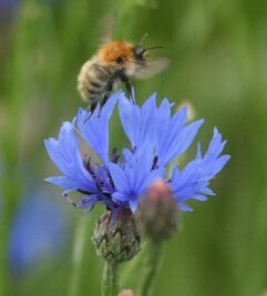 Bienenkrankheit im Raum Mittweida: Sperrbezirk aufgehoben - 