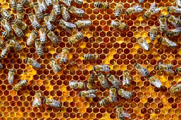 Bienenseuche: Faulbrut in Thierfeld und Saupersdorf - 