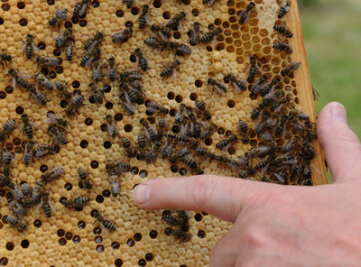 Bienenseuche: Flöha wird zum Sperrbezirk ernannt - 