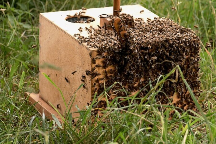 Nicht jedem Bienenvolk im Vogtland ging es 2021 so gut.