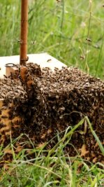 Bienenseuche hat sich im Vogtland weiter ausgebreitet - Nicht jedem Bienenvolk im Vogtland ging es 2021 so gut. 