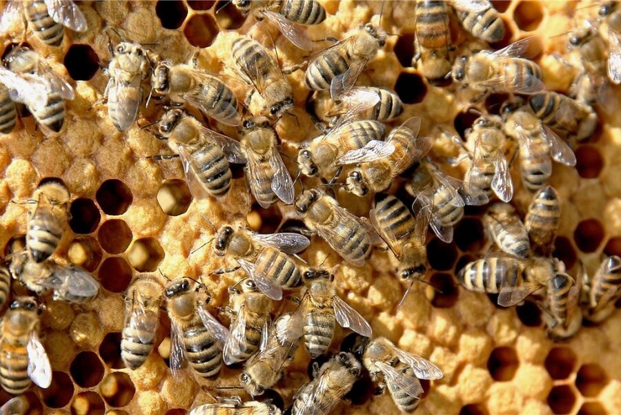 Bei der Amerikanischen Faulbrut handelt es sich um eine äußerst ansteckende, bakterielle Infektion der Bienenbrut, die zu ihrem Absterben führt. 