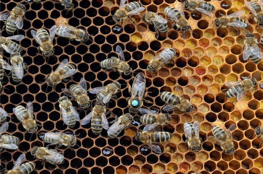 Bienenseuche im Vogtland ausgebrochen - Eine Brutwabe, aus der bald Bienen schlüpfen. Der Erreger der Amerikanischen Faulbrut tötet die Brut ab.