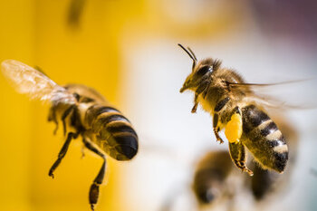 Bienenseuche: Letzter Sperrbezirk im Kreis Zwickau aufgehoben - 