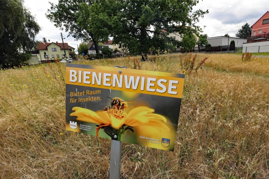 Bienenwiese in Rotschau gleicht einer Steppe - Die Bienenwiese am Anger im Reichenbacher Ortsteil Rotschau gleicht in diesen Sommertagen eher eine Steppe.