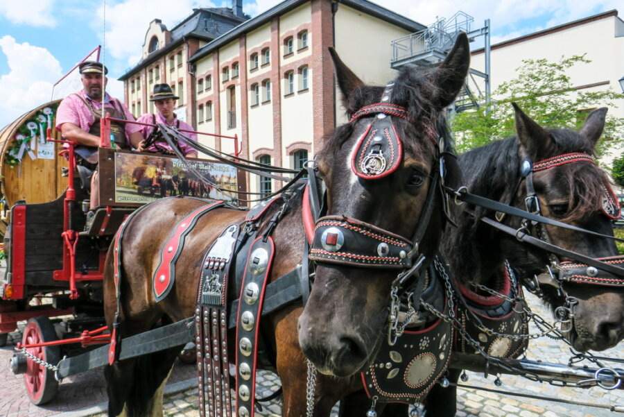 Bierwagen-Gespann erreicht nach einer Woche sein Ziel - Mit drei von Pferden gezogenen Wagen war die Gruppe im Erzgebirge unterwegs.