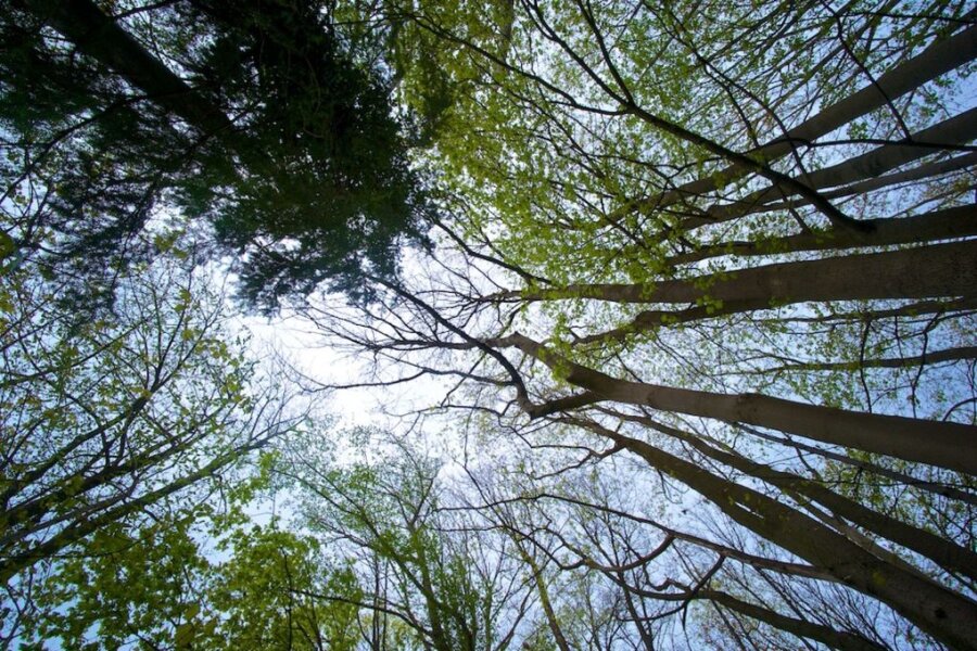 Deutschlands Wäldern geht es schlecht - nun sollen sie "umgebaut" werden.