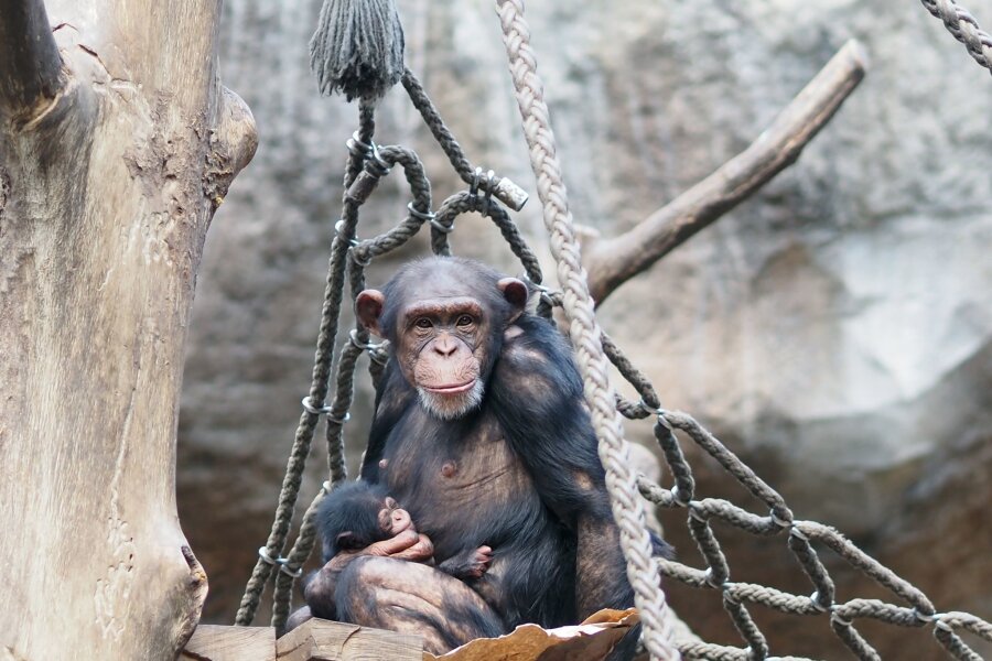 Bilder des Tages vom 04.06.2024 - Nachwuchs im Leipziger Zoo: Schimpansenweibchen Changa hält ihr Jungtier auf dem Arm, das in der Nacht von Montag auf Dienstag das Licht der Welt erblickt hat.