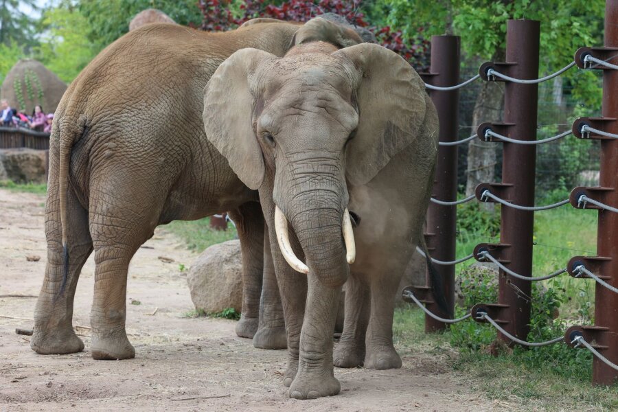 Bilder des Tages vom 07.05.2024 - Aller Anfang ist schwer: Die Elefantendame Sweni gewöhnt sich an das Freigehege im Magdeburger Zoo. Erst vergangene Woche ist das 30-jährige Tier von Wuppertal nach Sachsen-Anhalt gezogen.