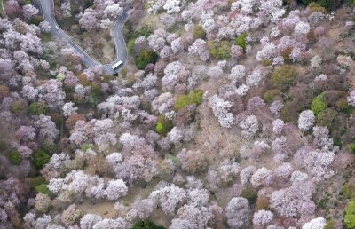 Bilder des Tages vom 08.04.2024 - Alles rosa: Der Berg Yoshino in Japan ist mit Kirschblüten bedeckt. Die landesweit blühenden Bäume ziehen jedes Jahr Touristen an.