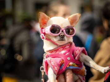 Bilder des Tages vom 09.04.2024 - Sonnenfinsternis, aber mit Stil: Modebewusst und sicher verfolgt ein Hund in New York das Naturspektakel.