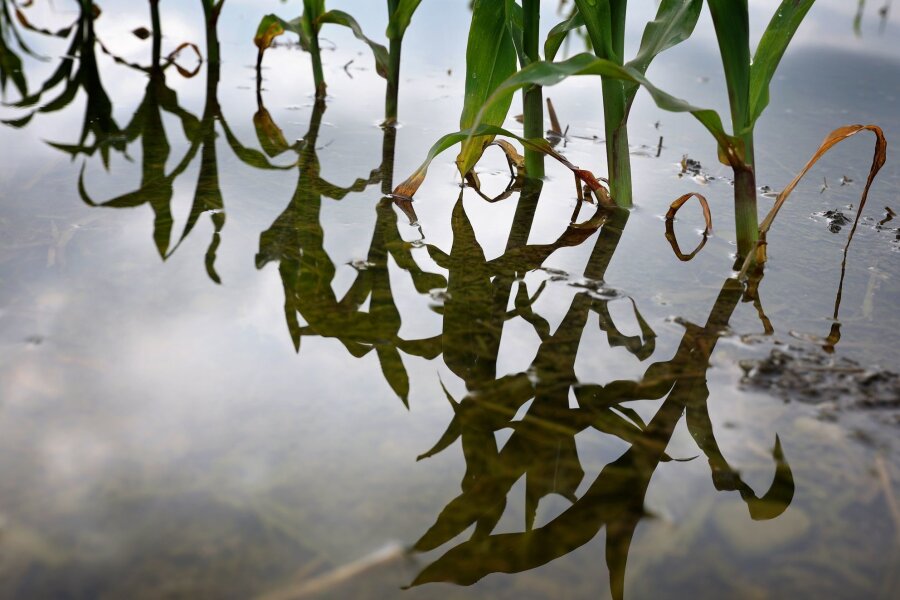 Bilder des Tages vom 09.06.2024 - Junge Maispflanzen stehen auf einem vom Hochwasser überfluteten Feld.