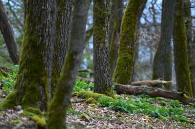 Bilder des Tages vom 10.04.2024 - Der Nationalpark Kellerwald-Edersee wird 20 Jahre alt. Teile der Buchenwälder von Hessens einzigem Nationalpark sind sogar Unesco-Weltnaturerbe.