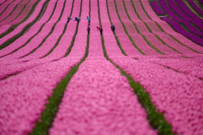Bilder des Tages vom 11.04.2024 - Tulpen blühen auf den Feldern eines Landwirtschaftsbetriebs in Schwaneberg (Sachsen-Anhalt). Der Betrieb ist auf den Anbau von Blumenzwiebeln spezialisiert - im Frühling leuchten die Felder in bunten Farben.