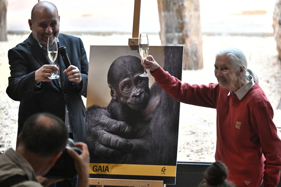 Bilder des Tages vom 11.05.2024 - Die Biologin und Naturschützerin Jane Goodall (r) erhebt ein Glas bei der feierlichen Taufe eines Flachlandgorilla, der am 12. April 2024 in Prag geboren wurde.