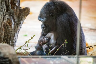 Bilder des Tages vom 12.04.2024 - Eine stolze Mama: Das 30 Jahre alte Gorilla-Weibchen Kijivu brachte im Prager Zoo ein Kind zur Welt.