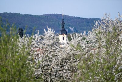Bilder des Tages vom 12.04.2024 - Frühling in Franken: Die Kirschblüte in Pretzfeld ist in vollem Gange.