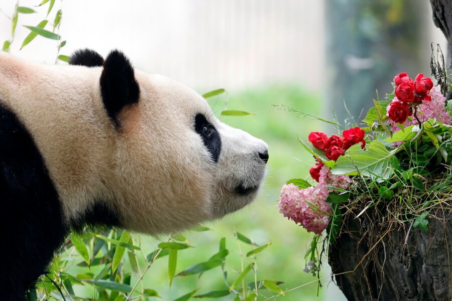 Bilder des Tages vom 12.06.2024 - Der Große Panda Fu Bao schnuppert an ein paar Blumen. Nach seiner Rückkehr in die südwestchinesische Provinz Sichuan, der Heimat der Pandas, zeigt er sich zum ersten Mal in der Öffentlichkeit.