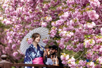 Bilder des Tages vom 13.04.2024 - Japanischer Frühling in aller Welt: Eine Frau im Sommer-Kimono Yukata riecht an Kirschblüten im Japanischen Garten in Bad Langensalza. Mehr als 2000 Besucher feierten das japanische Kirschblütenfest "Hanami" in Thüringen.
